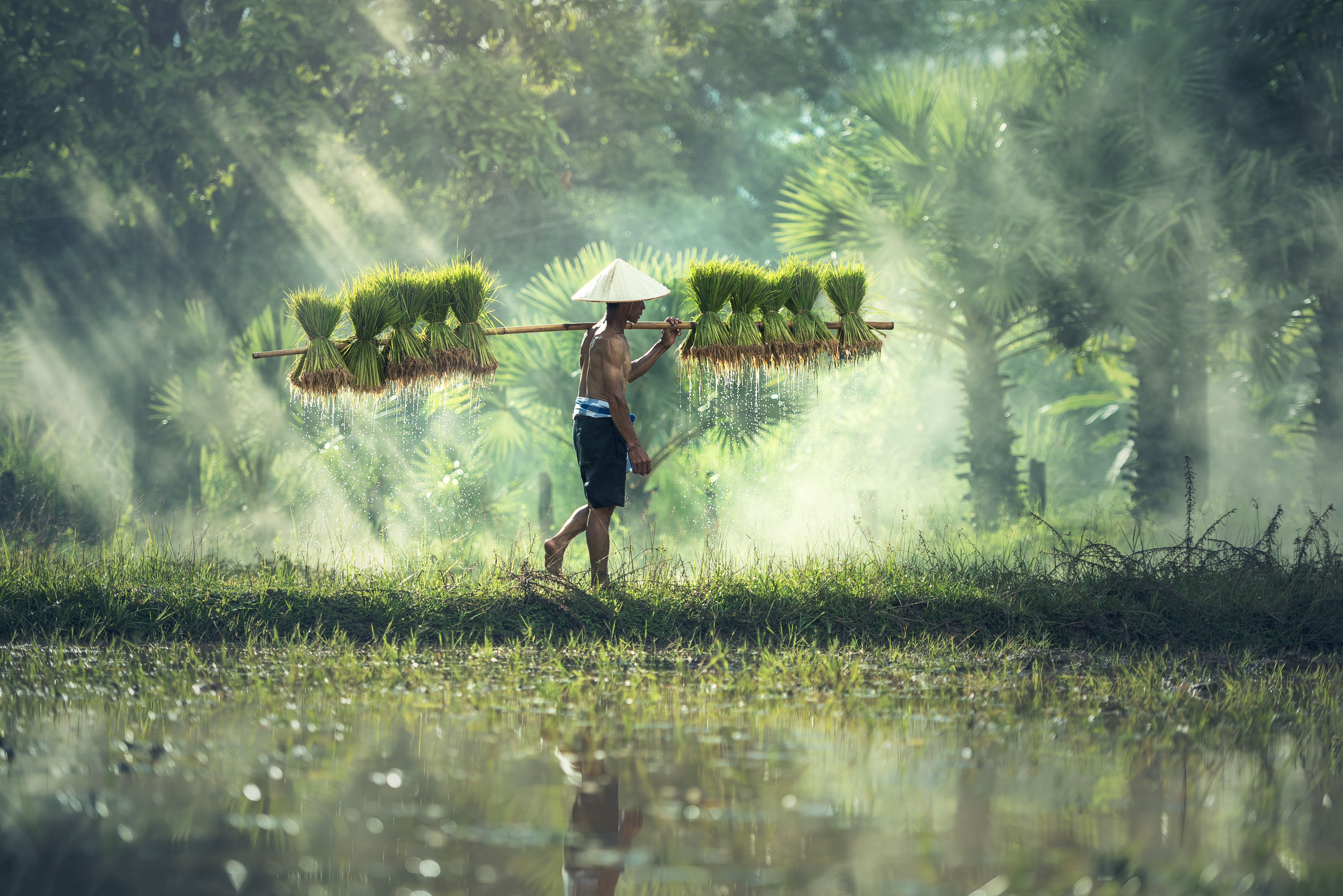 Asian Agriculture